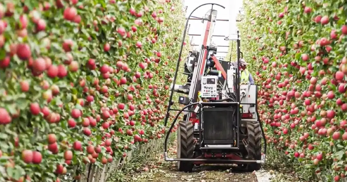 apple trees