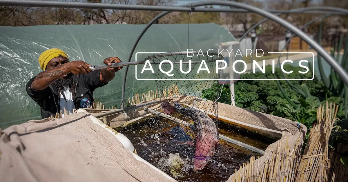 aquaponics