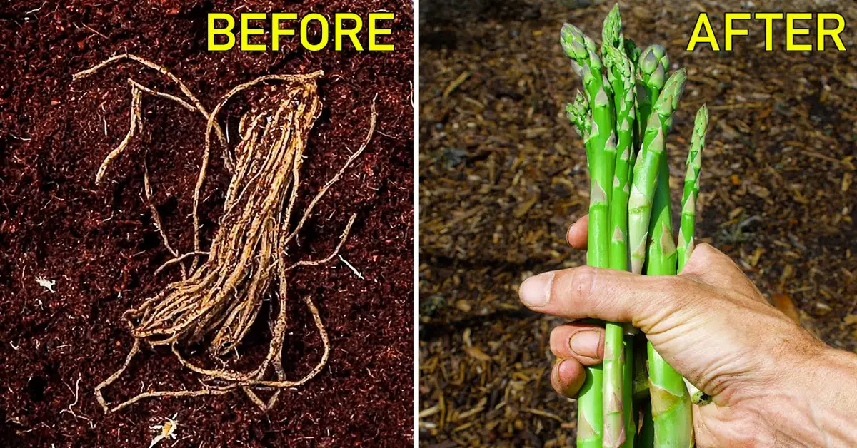 asparagus