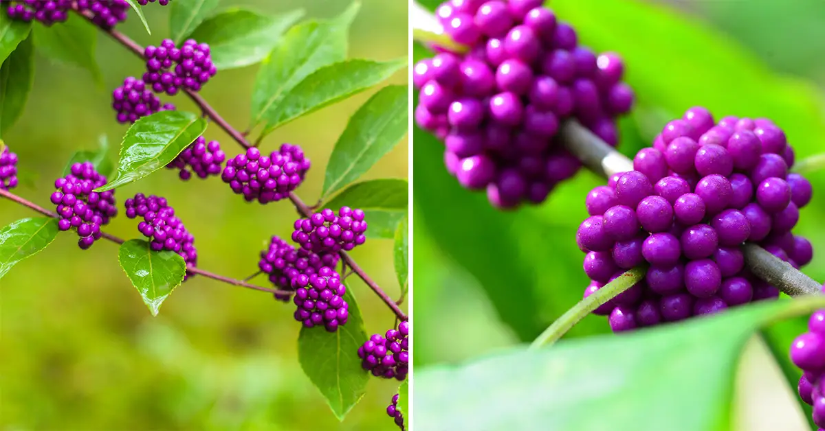 beautyberry