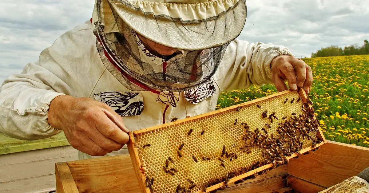 beekeeping