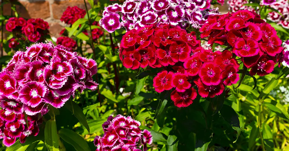 biennial plants