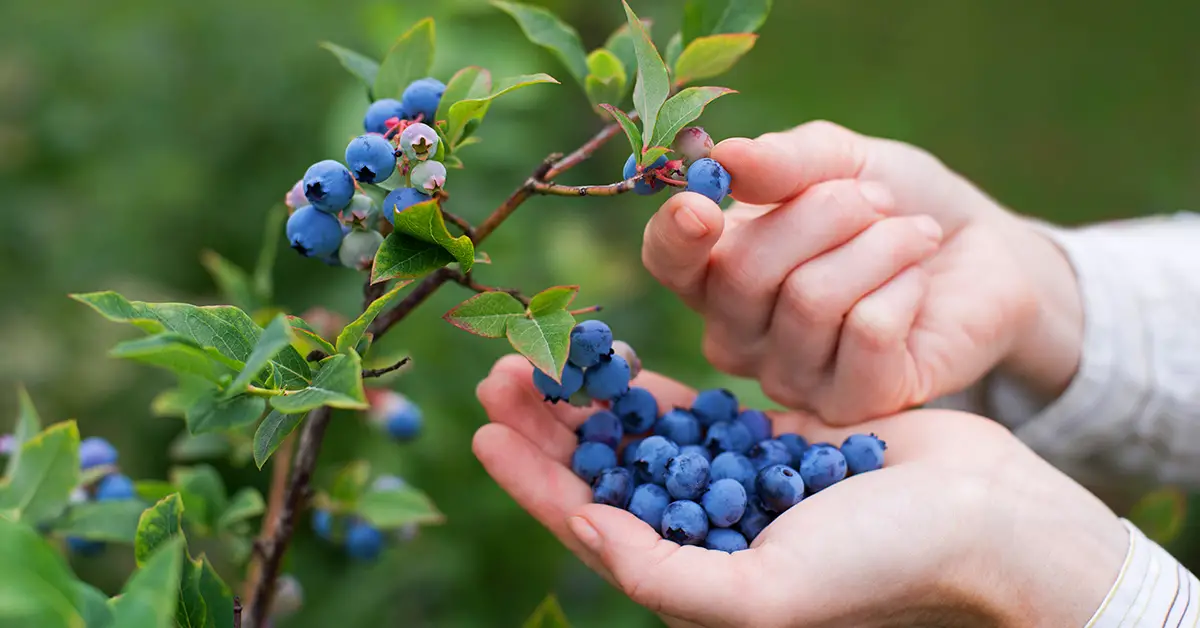 blueberries