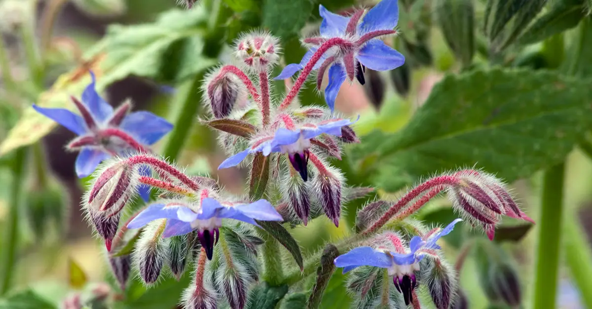 borage
