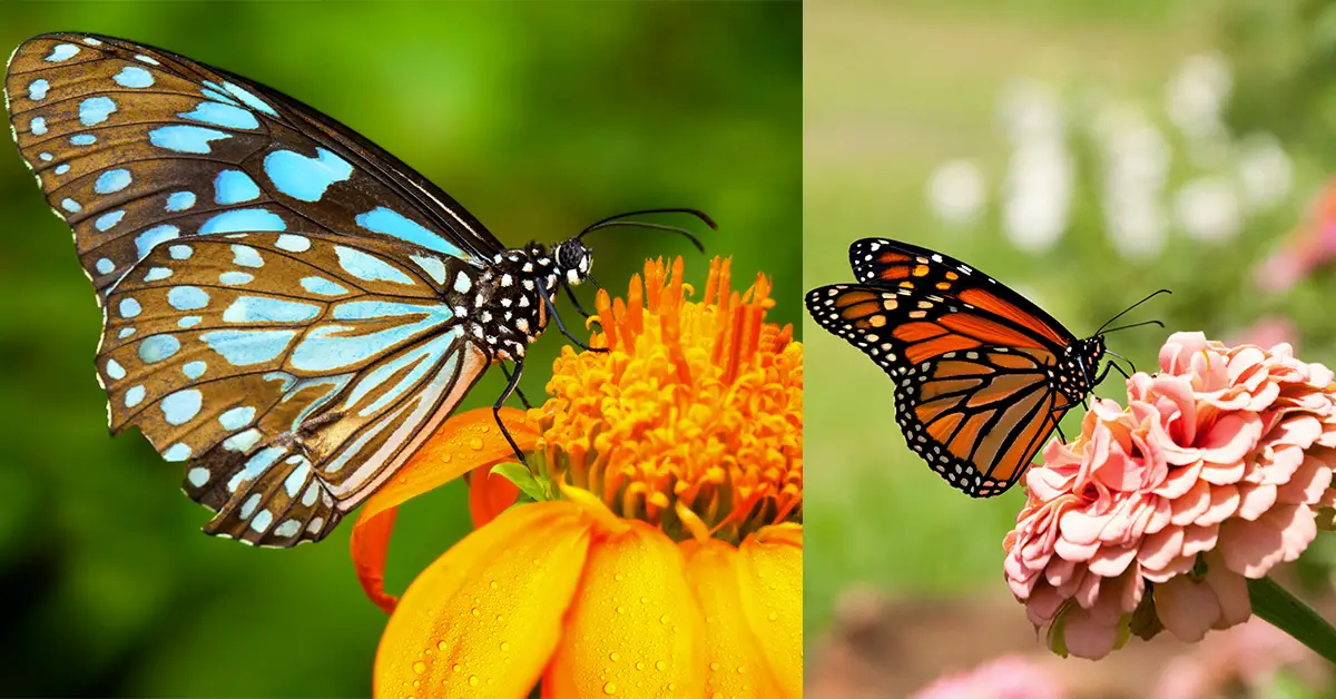 30 Beautiful Plants To Attract Butterflies And Hummingbirds