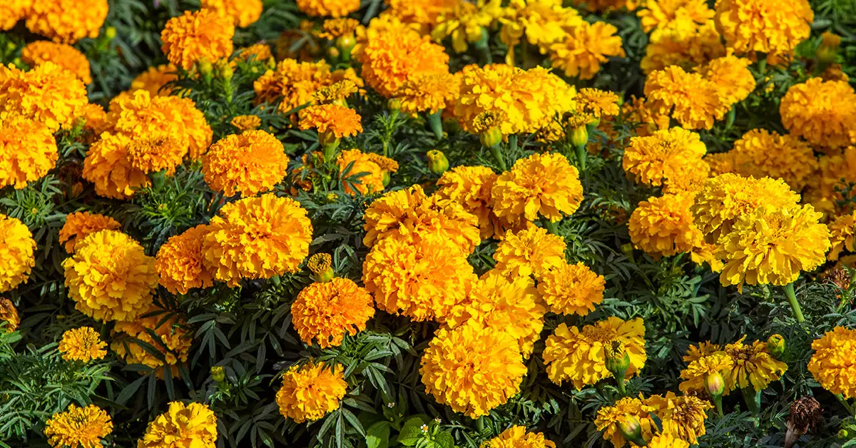 calendula