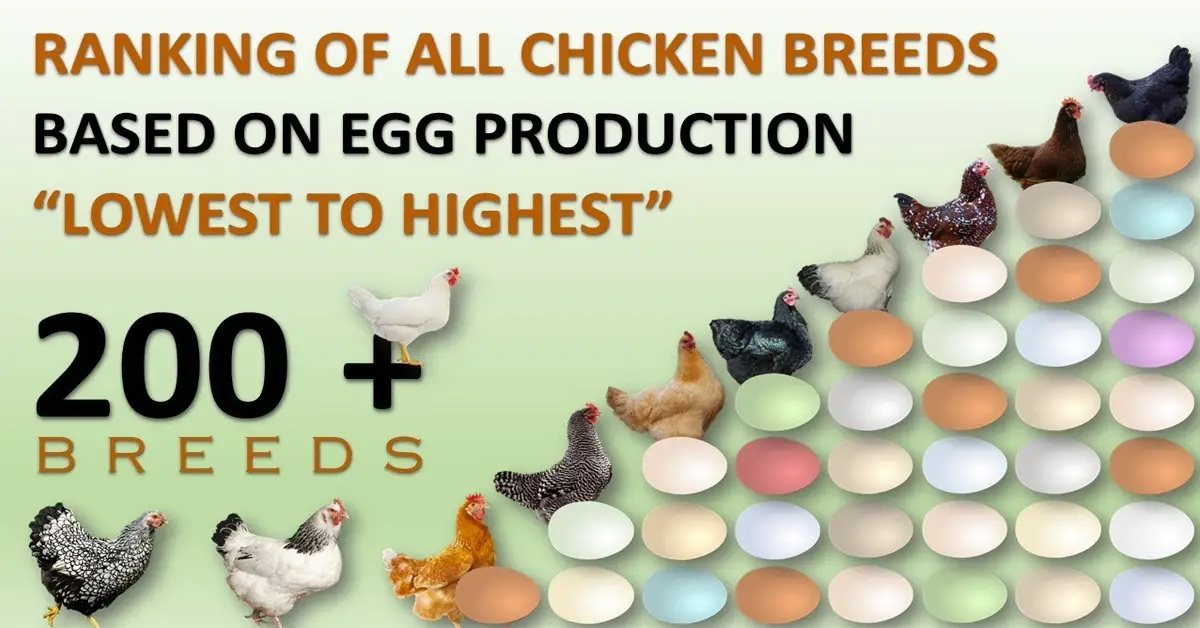 chicken breeds for eggs