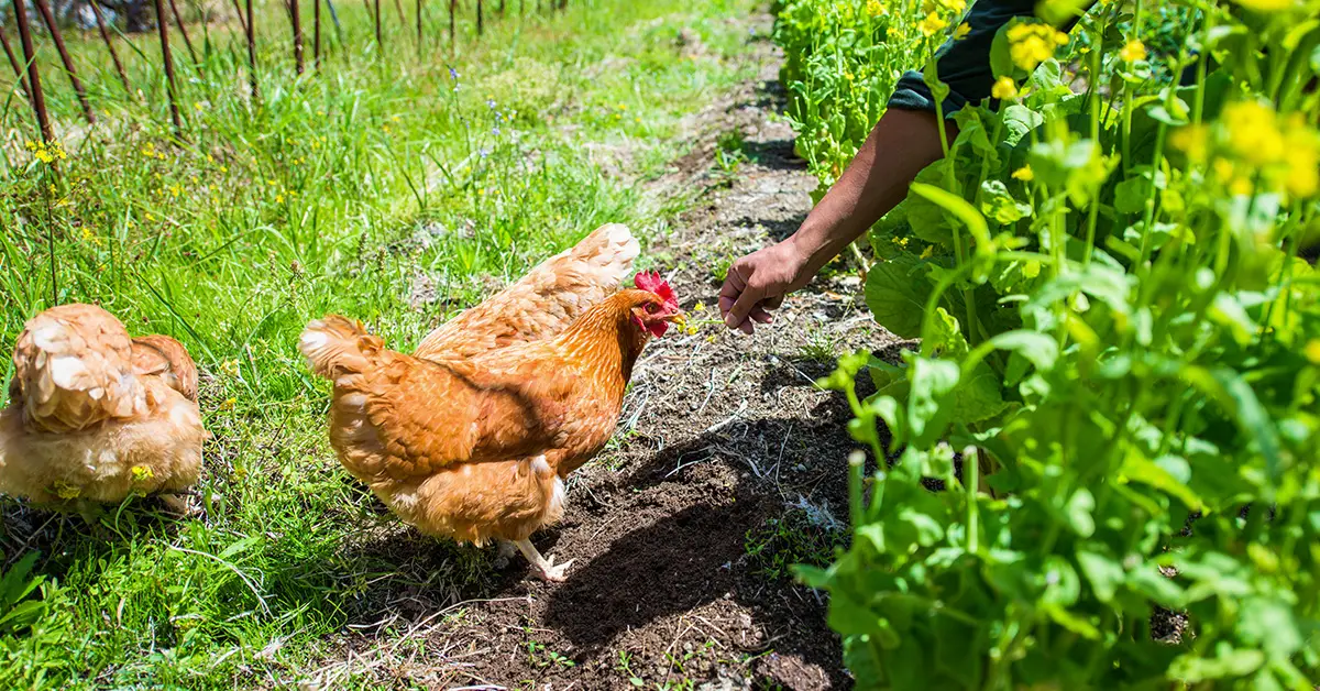 Grow a Chicken Garden to Save Money & Improve Their Health