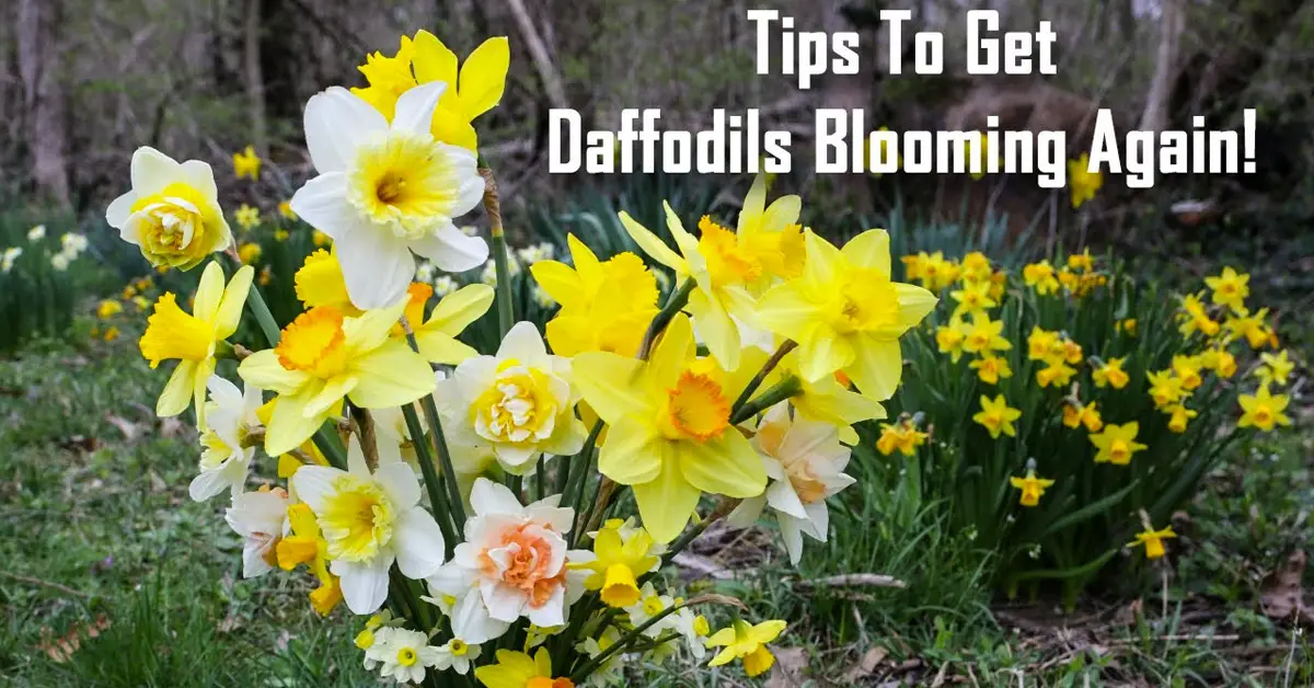daffodils blooming