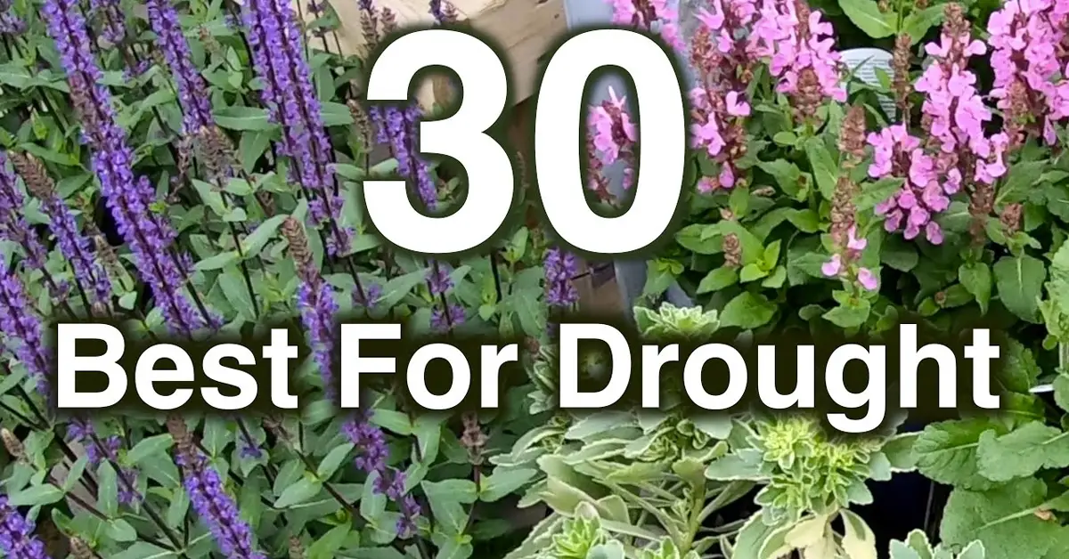 30 Most Drought Resistant Perennial Flowers To Grow 5626