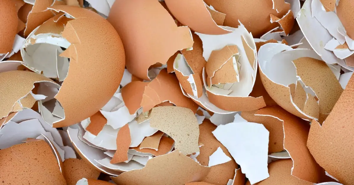 Eggshells
