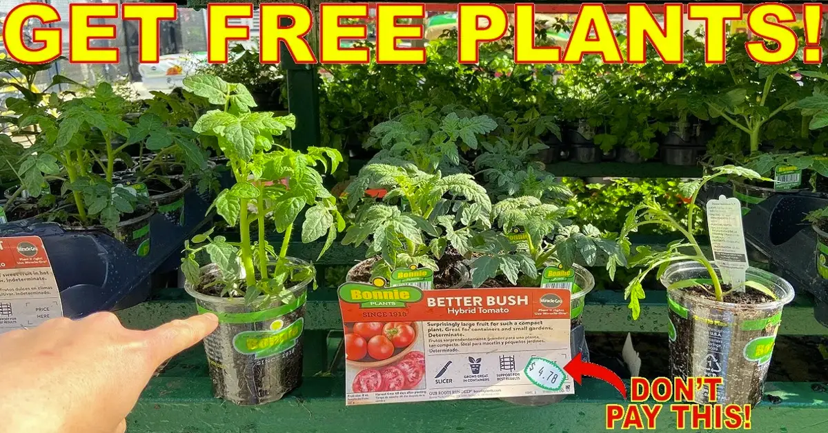 free plants
