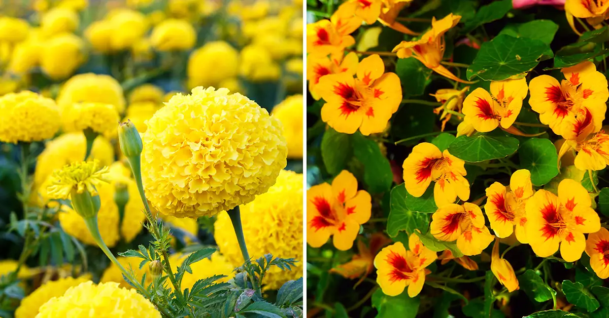 garden flowers