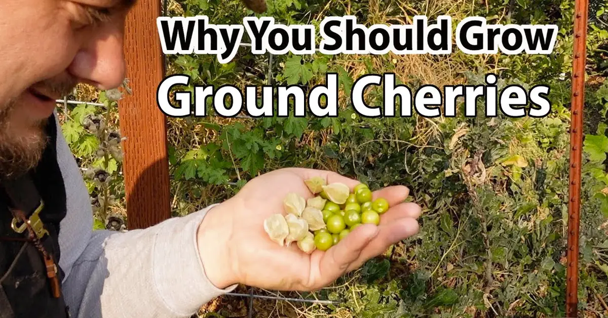 ground cherries
