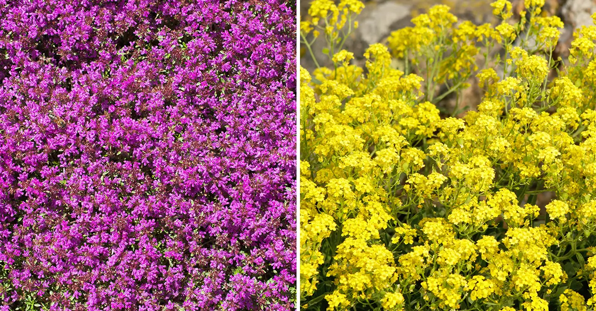 ground cover plants