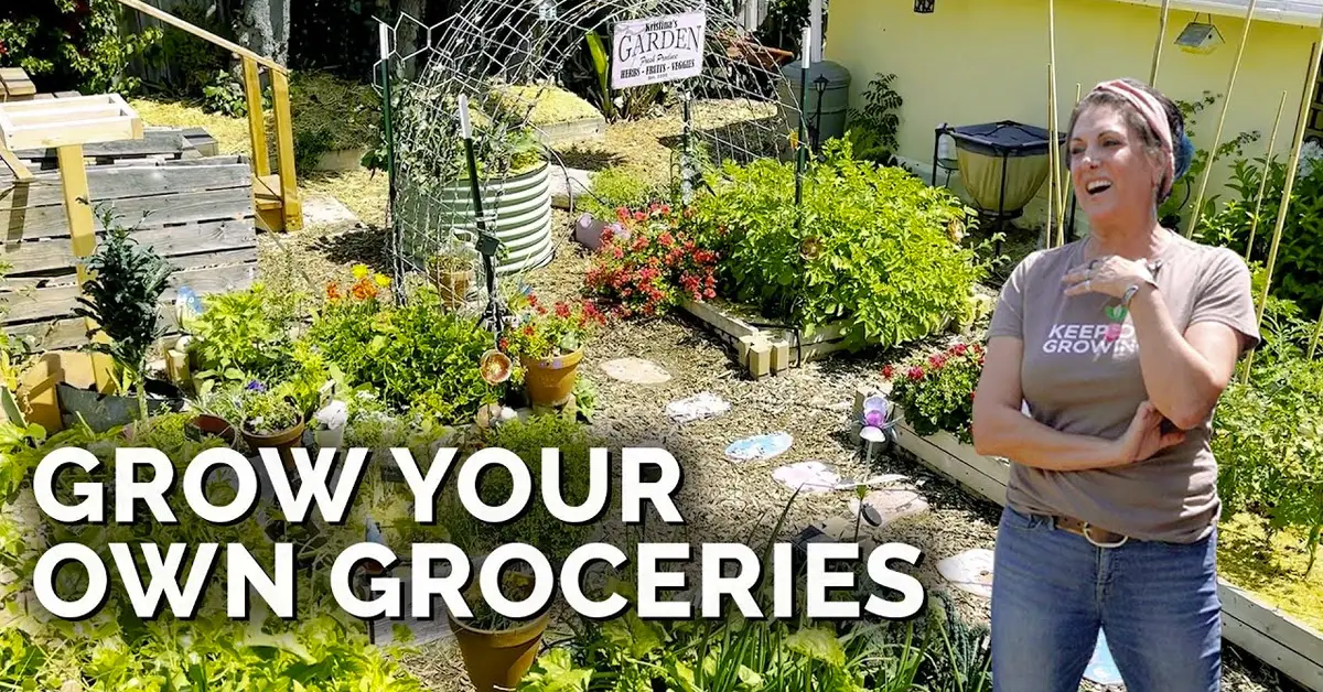 grow groceries