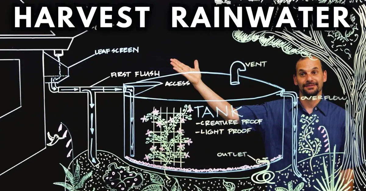 harvest rainwater