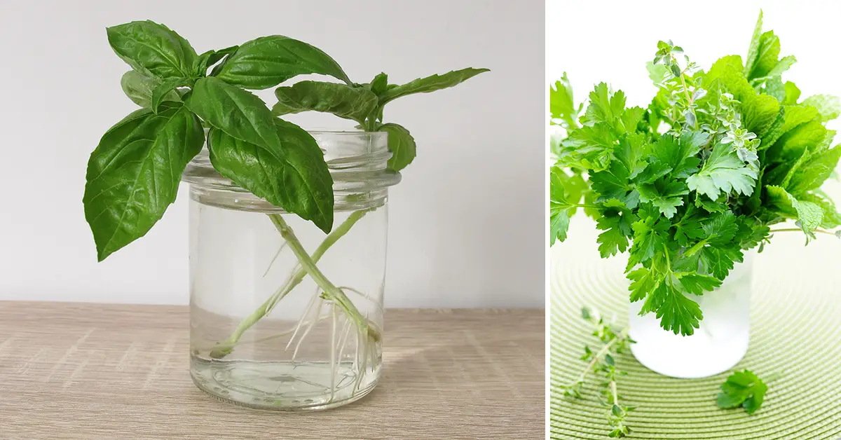 herb cuttings