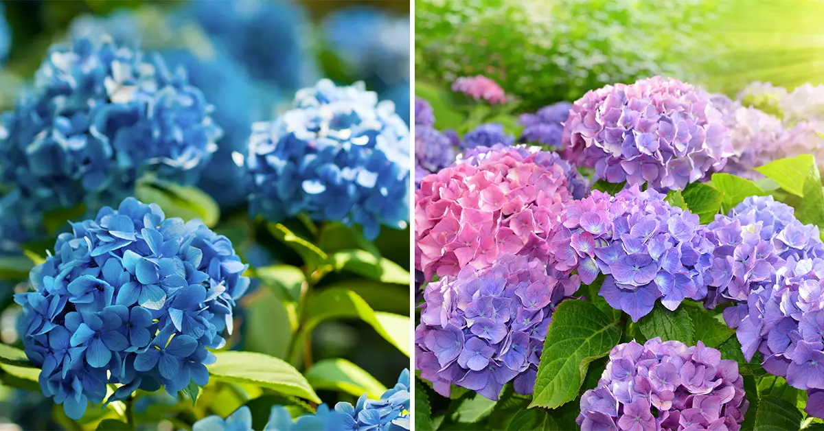hydrangea