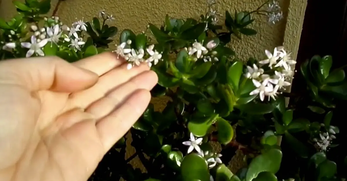 jade plant flowering