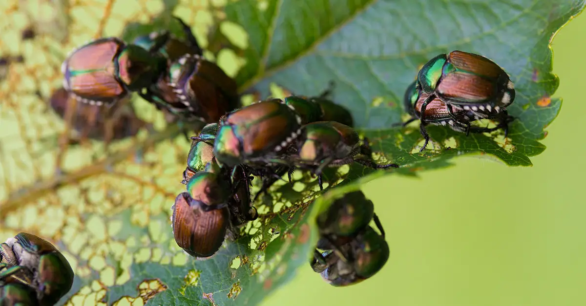 Rose Farmer Gives His Best Methods for Controlling Japanese Beetles