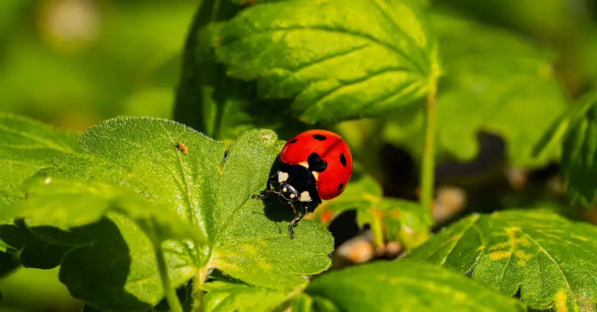 ladybug