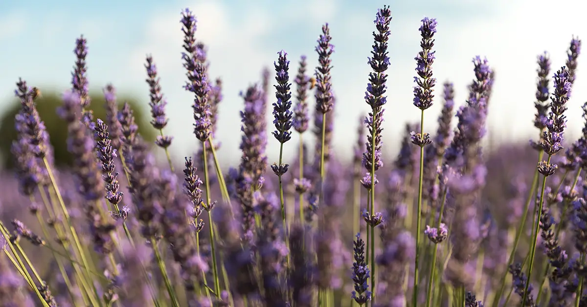lavender