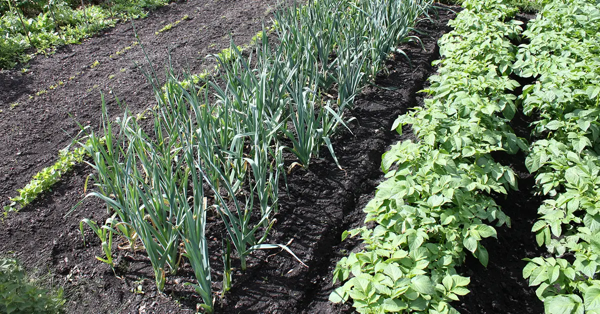 market garden