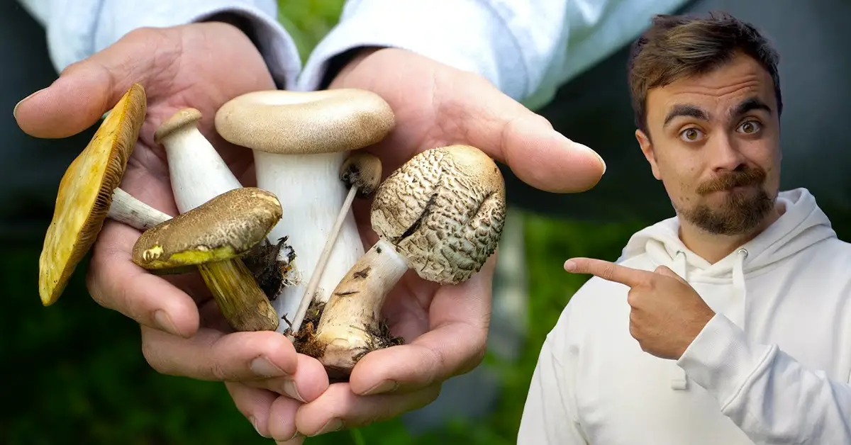 mushroom foraging