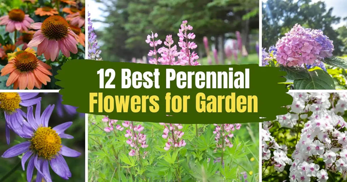 Discover the 12 Best Perennial Flowers for a Stunning Garden Transformation