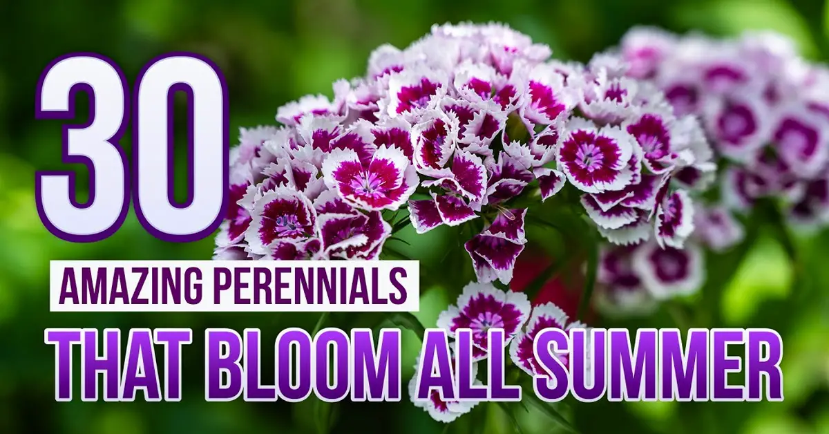 perennial summer flowers
