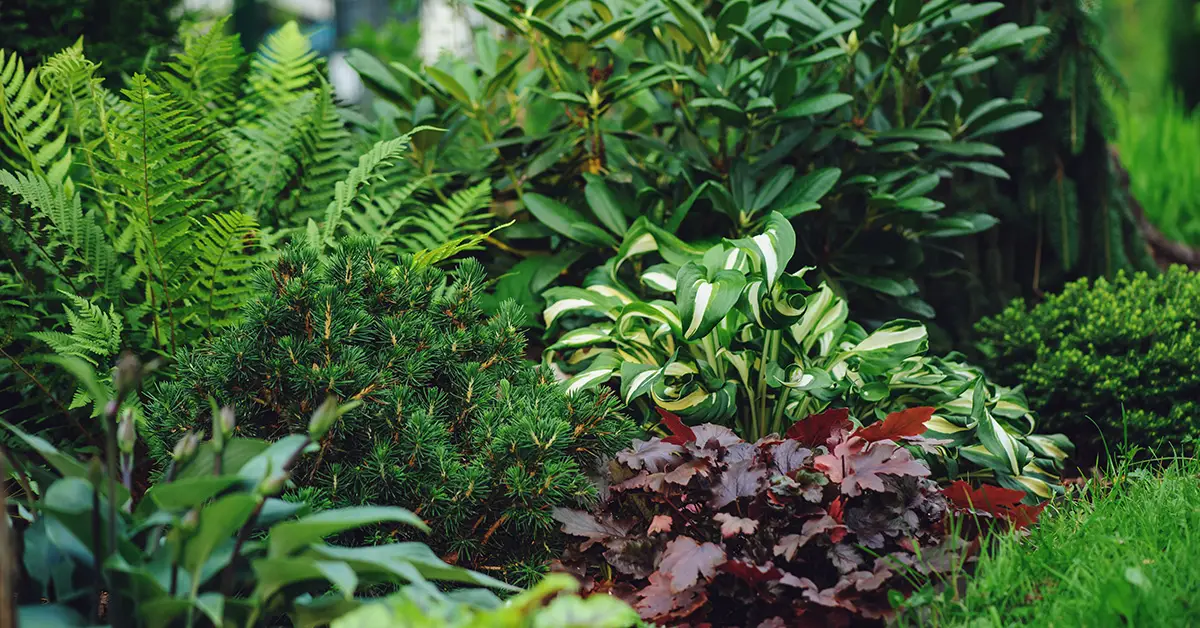 plants under tree