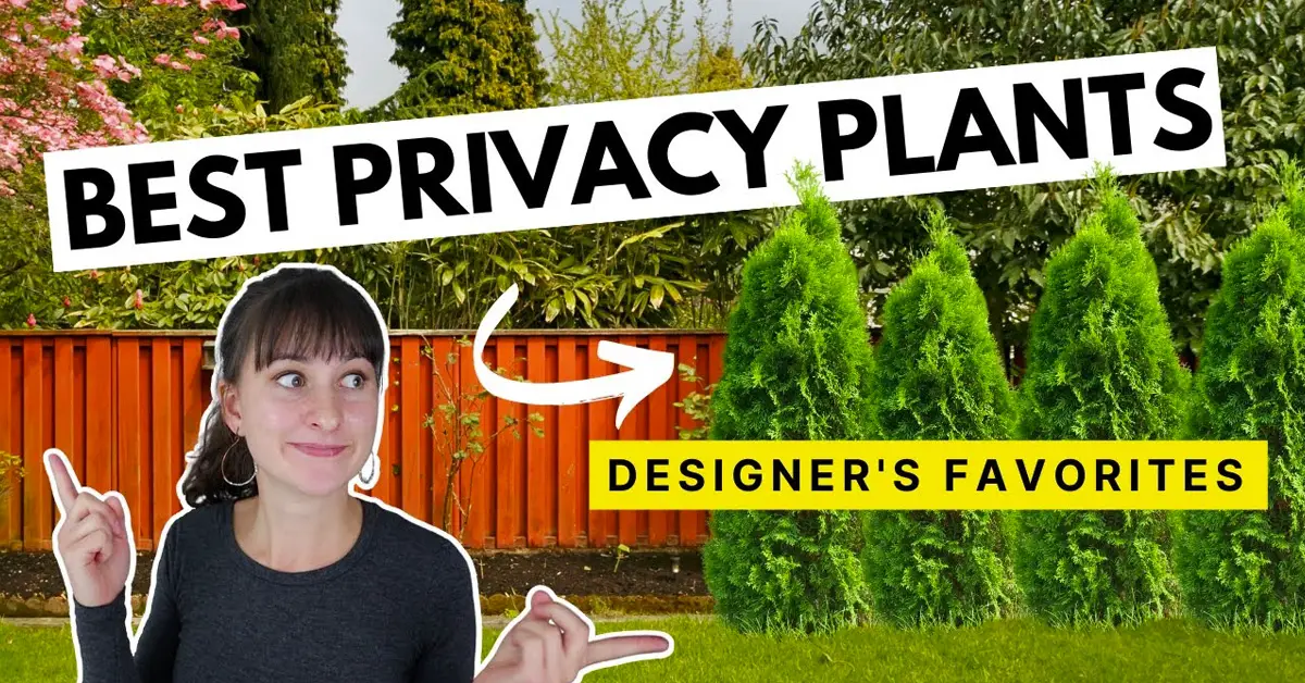 privacy plants