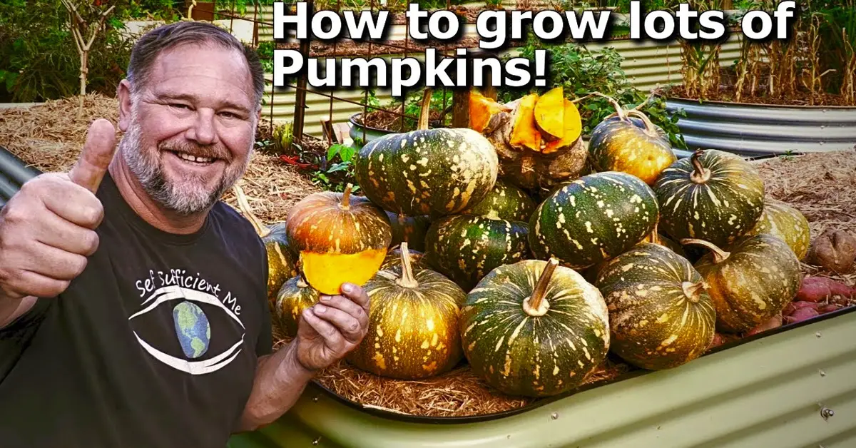 pumpkins