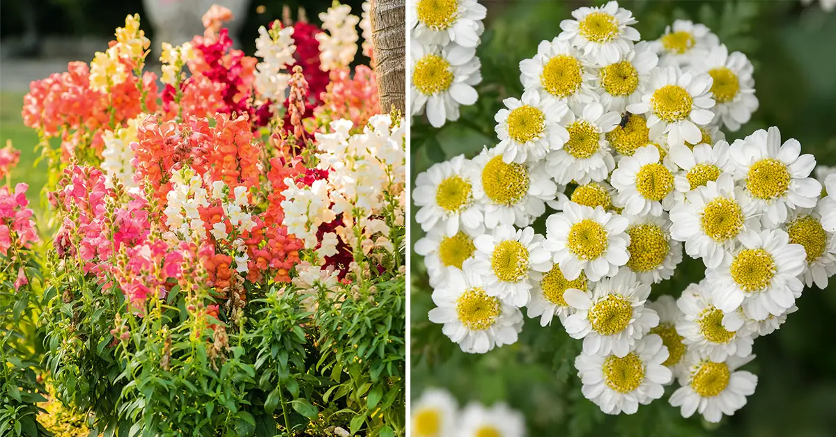 reseeding flowers