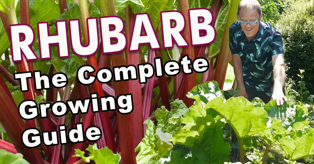 rhubarb