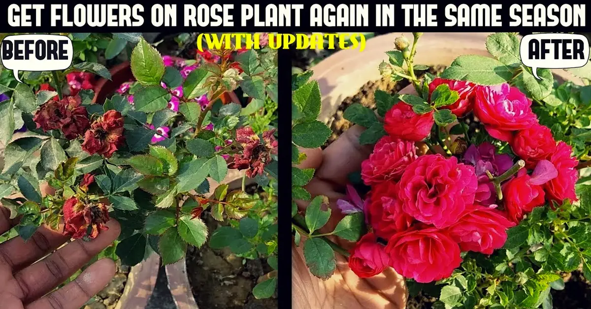 rose blooms
