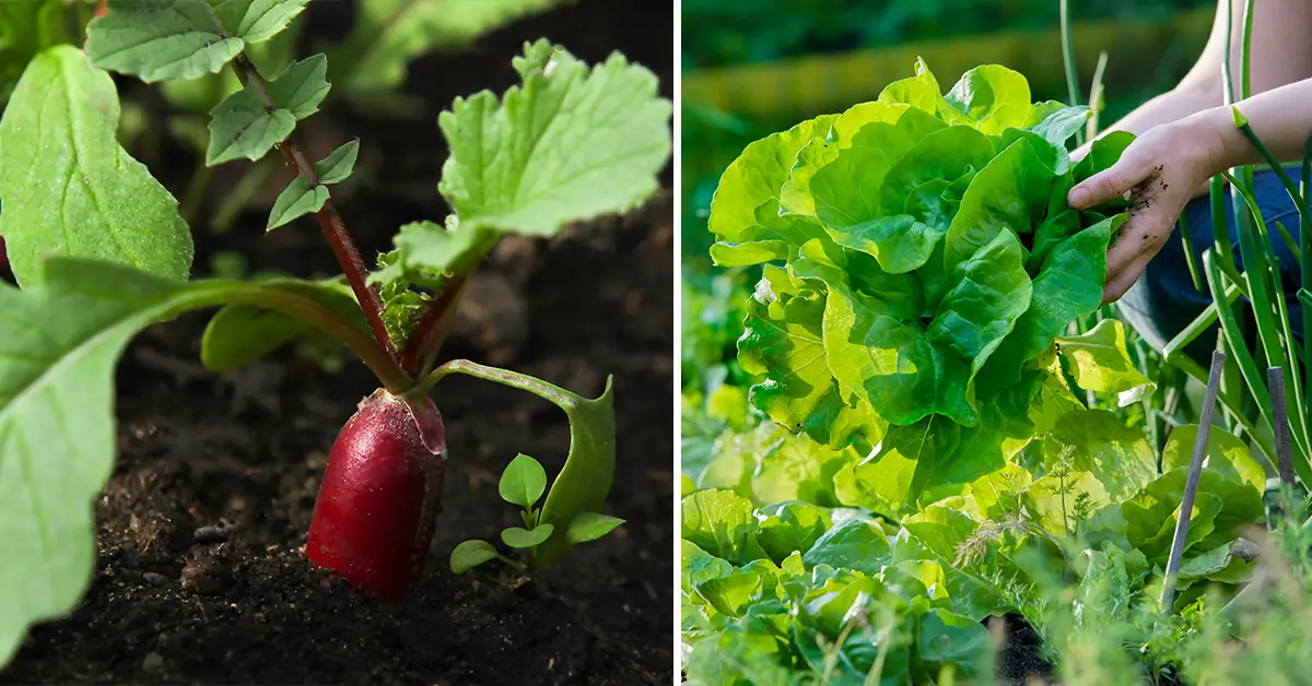 shade veggies