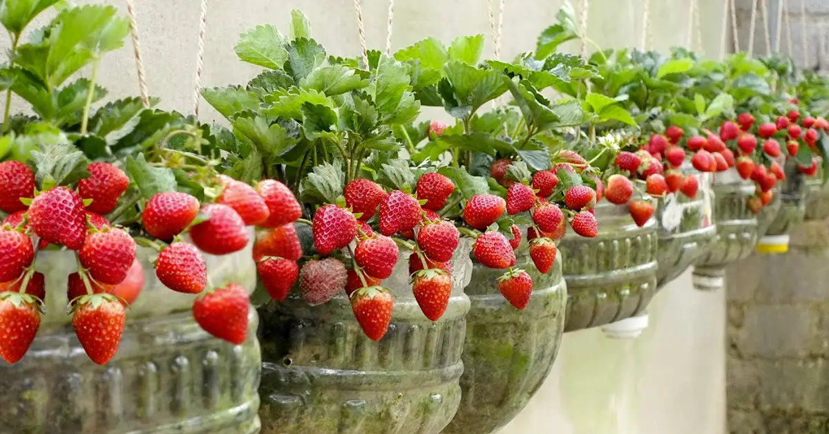strawberries