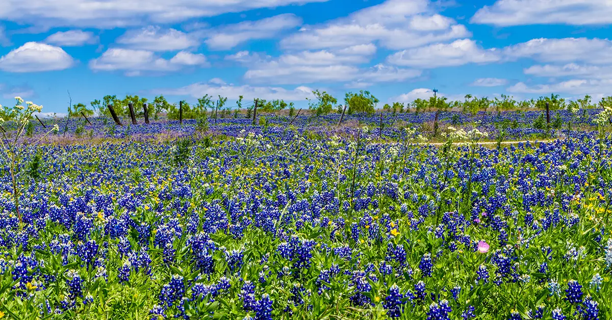 Turn Your Lawn Into A Beautiful Wildflower Meadow