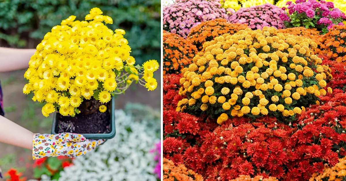 Chrysanthemums