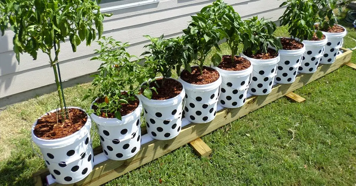 air pruning