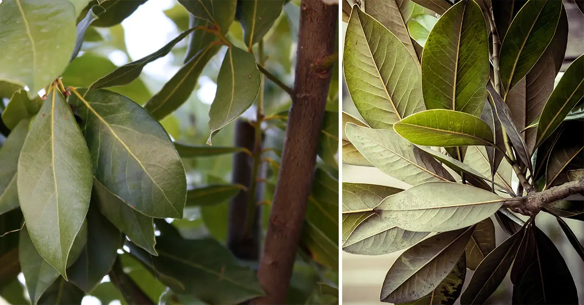 bay leaf tree