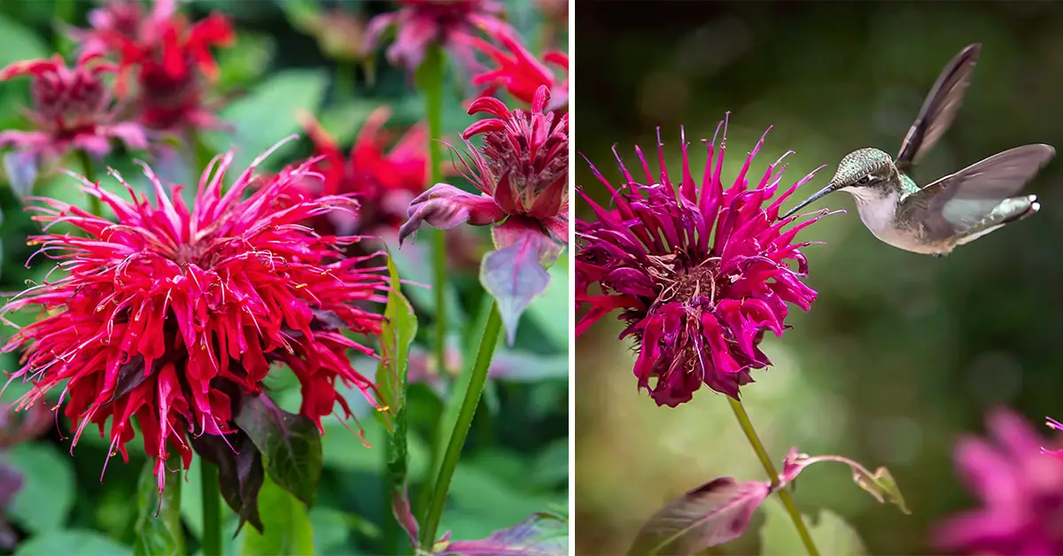 bee balm