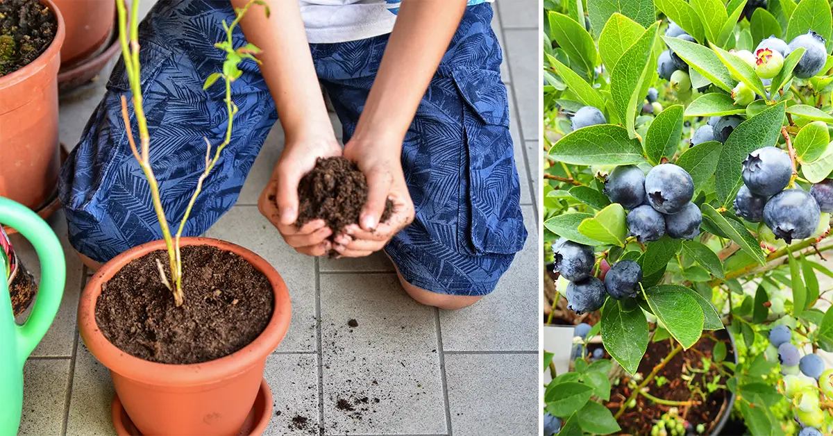 blueberry plant