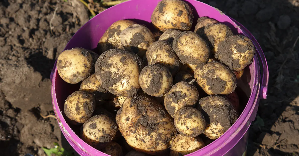 bucket potatoes