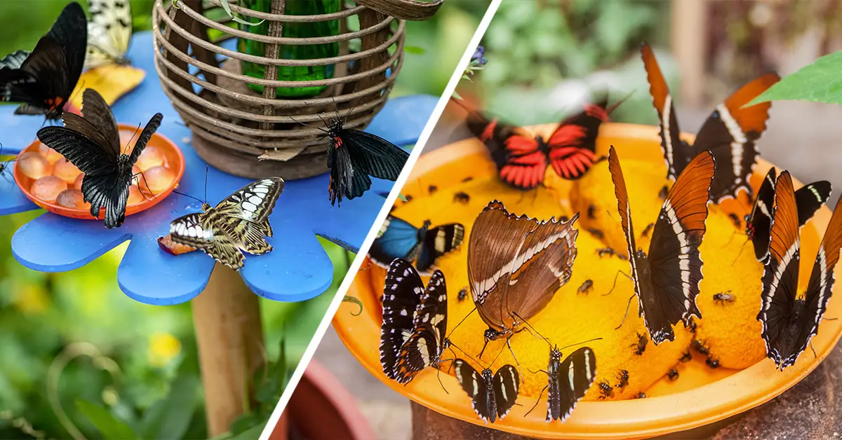 butterfly feeders