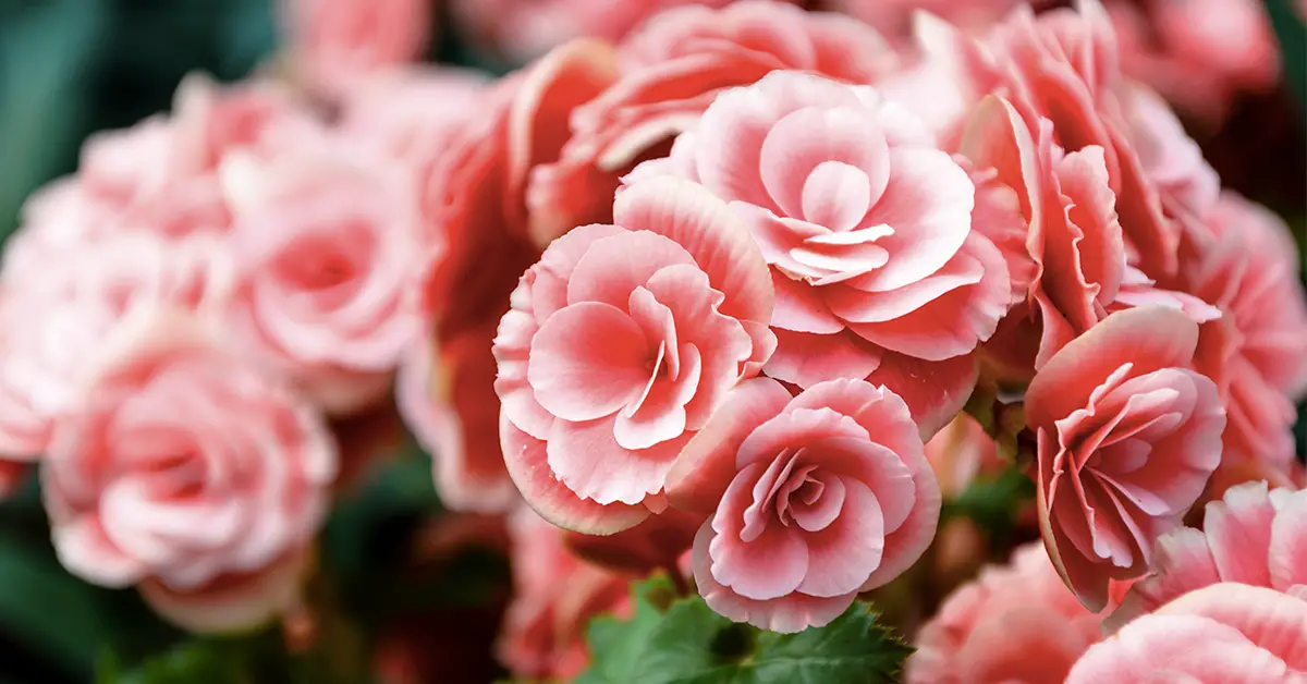 camellia