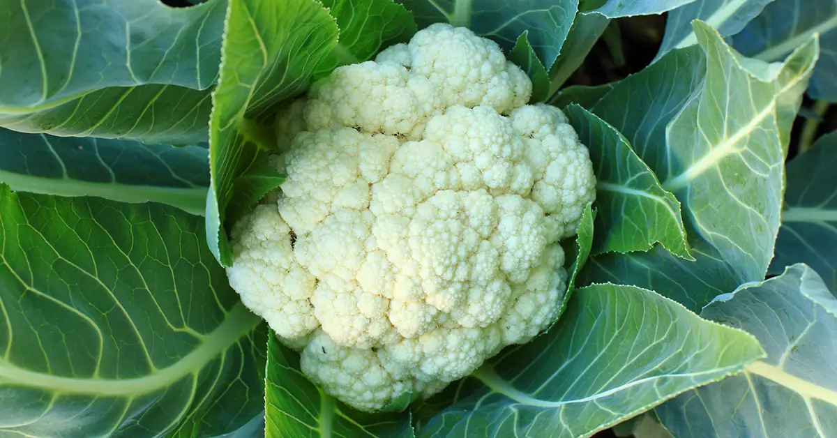 cauliflower