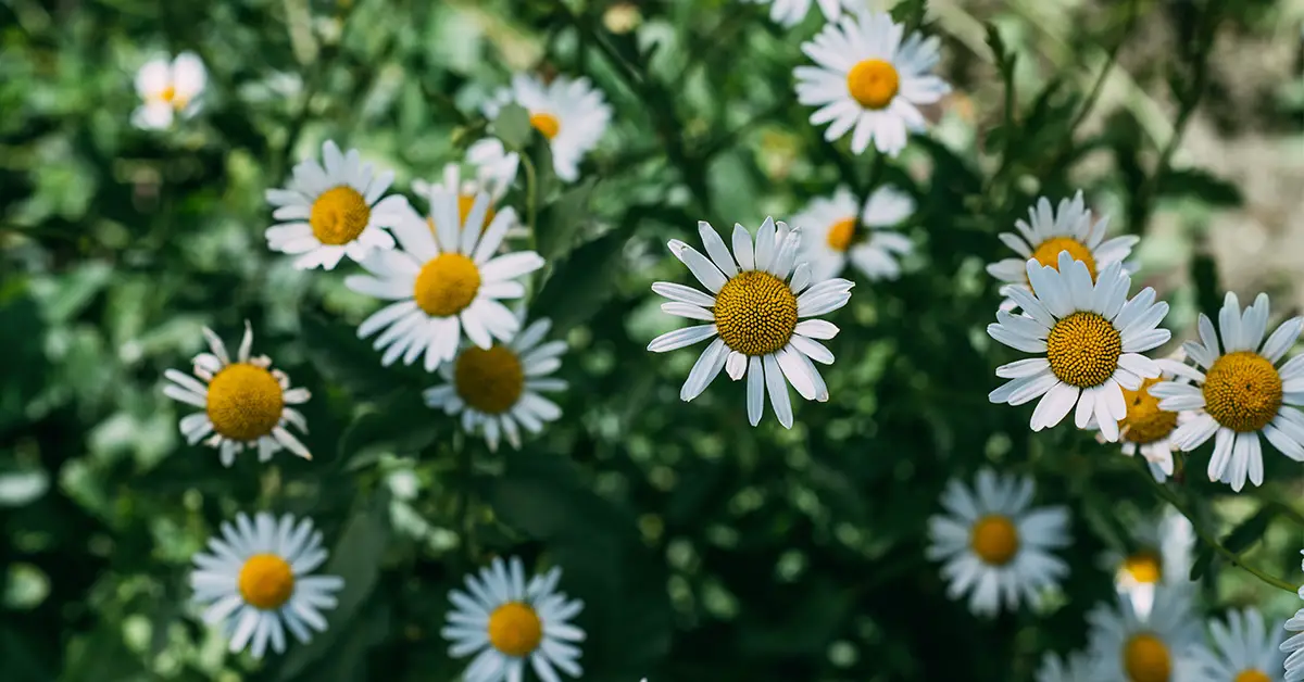 chamomile flowers